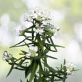 Mountain Mint Seeds - 100+ Seeds - Pycnanthemum virginianum - Aromatic Herb for Garden Planting - Free U.S. Shipping