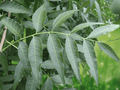 5 Seeds Chinese Pistache Pistacia chinensis Deciduous Shade Tree Ornamental