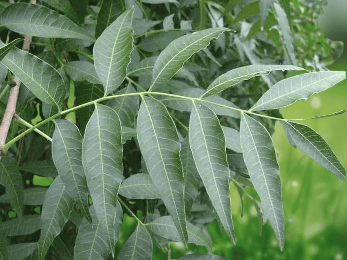 5 Seeds Chinese Pistache Pistacia chinensis Deciduous Shade Tree Ornamental