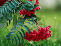 1 Live Plant American Mountain Ash Tree 20 Inch Tall 2-3 Year Old Seedling