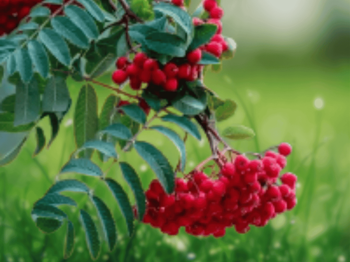 1 Live Plant American Mountain Ash Tree 20 Inch Tall 2-3 Year Old Seedling