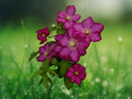 25 Seeds Clematis Magenta Climbing Vine Bright Pink Purple Blooms Perennial Garden Trellis Fence Patio