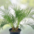 Roebellini Palm Houseplant 18-25 in | Pygmy Date Palm | Phoenix roebelenii | Tropical Indoor/Outdoor Plant