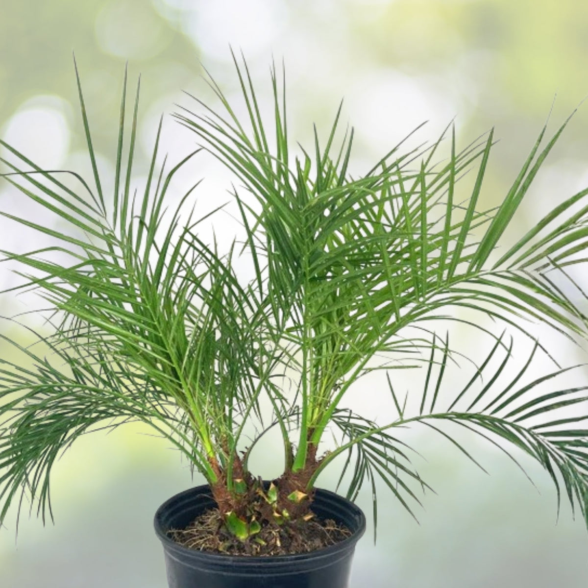 Roebellini Palm Houseplant 18-25 in | Pygmy Date Palm | Phoenix roebelenii | Tropical Indoor/Outdoor Plant