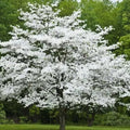 Cherokee Princess Dogwood Tree - Bare Root Live Plant - White Flowers - Cornus florida - 18+ Inches