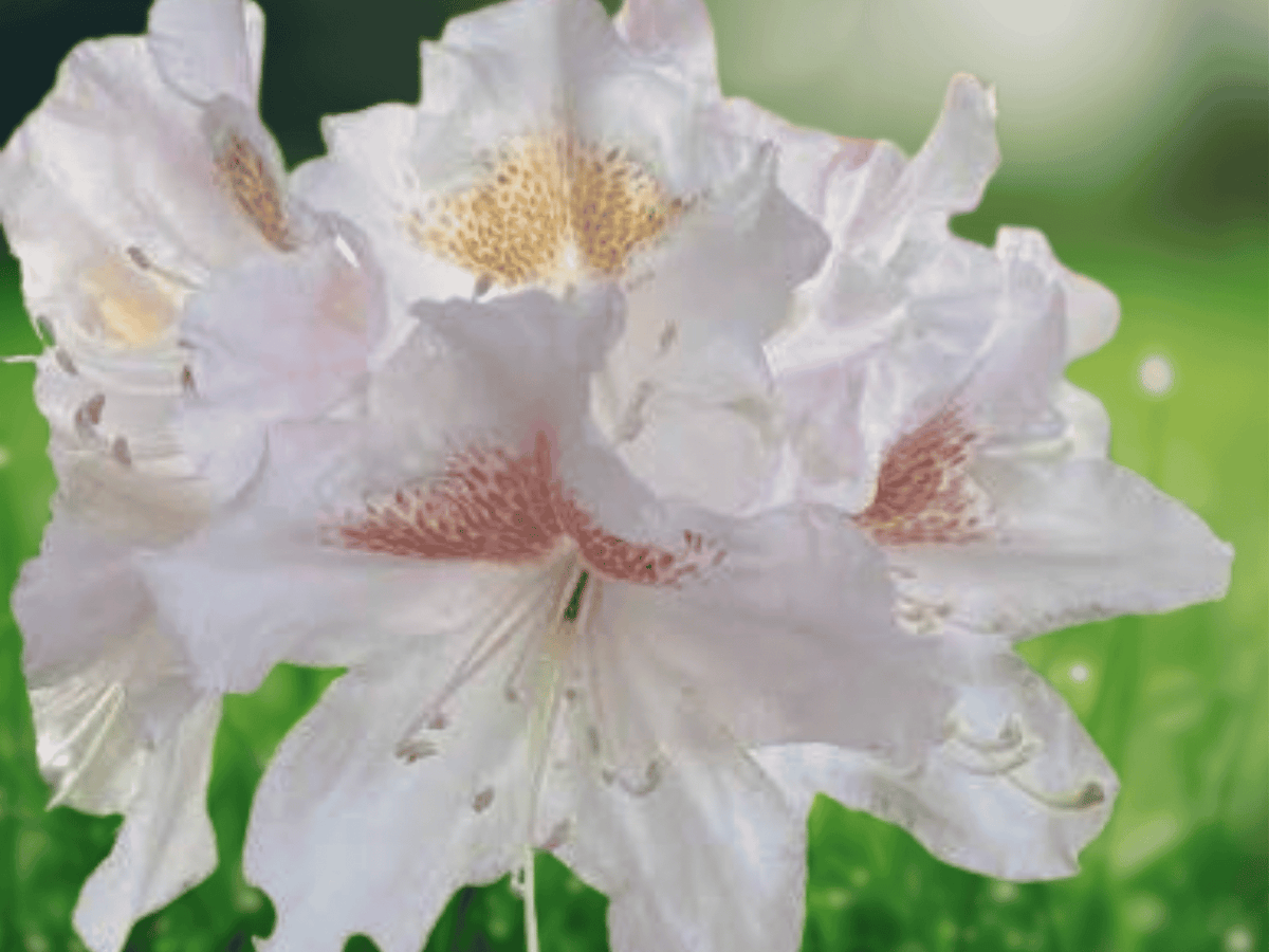 1 Live Plant Yaku Princess Rhododendron Starter Plant Dwarf Evergreen Shrub