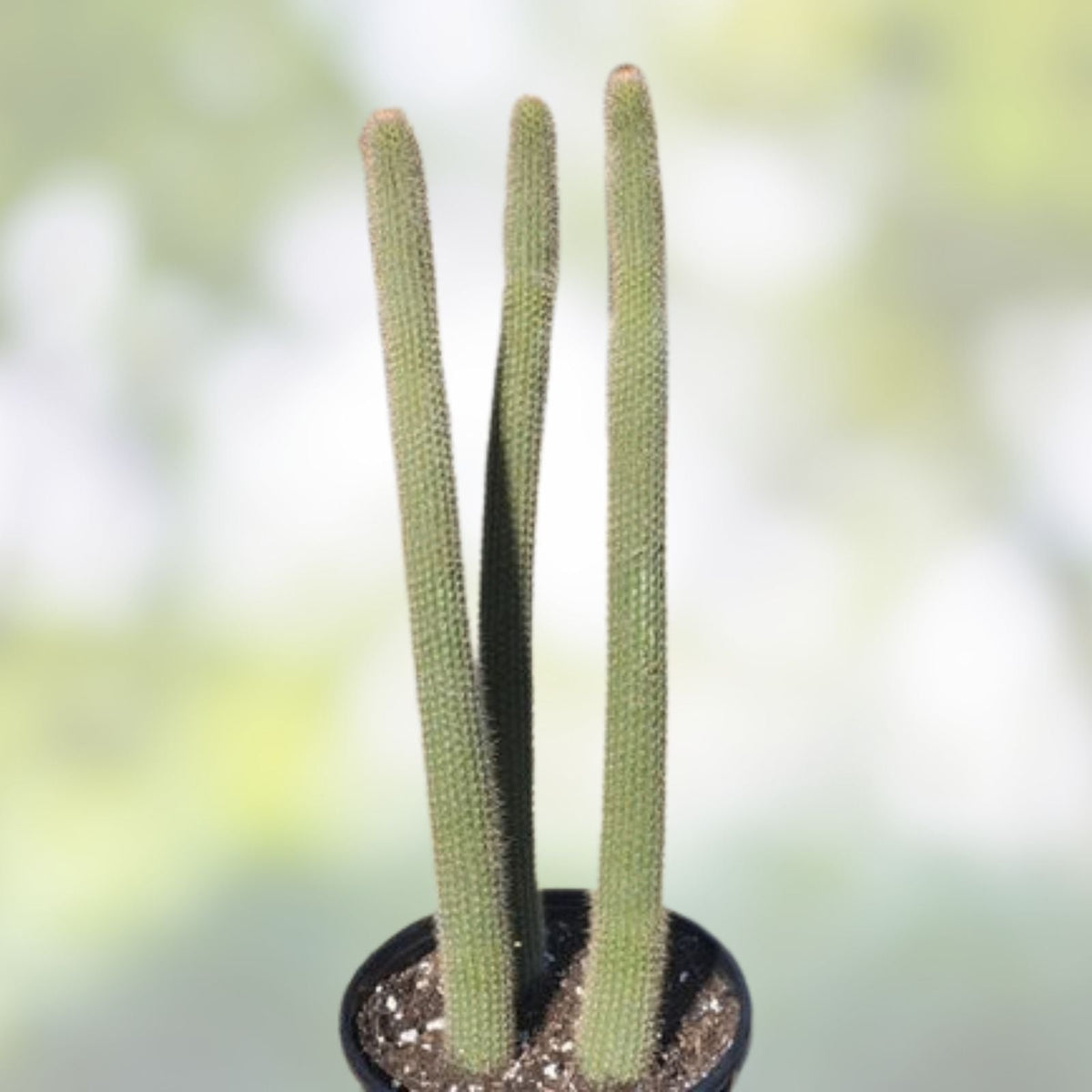 Snake Cactus Tip Cut 12" Peniocereus serpentinus Nyctocereus serpentinus Desert Plant Propagation