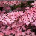 Flowering Dogwood Tree Live Plant Set of 2, 12-18" Bare Root, Cornus florida, Ornamental Flowering Tree