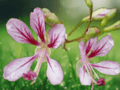 5 Seeds Bauhinia yunnanensis Hardy Orchid Vine Climbing Vine