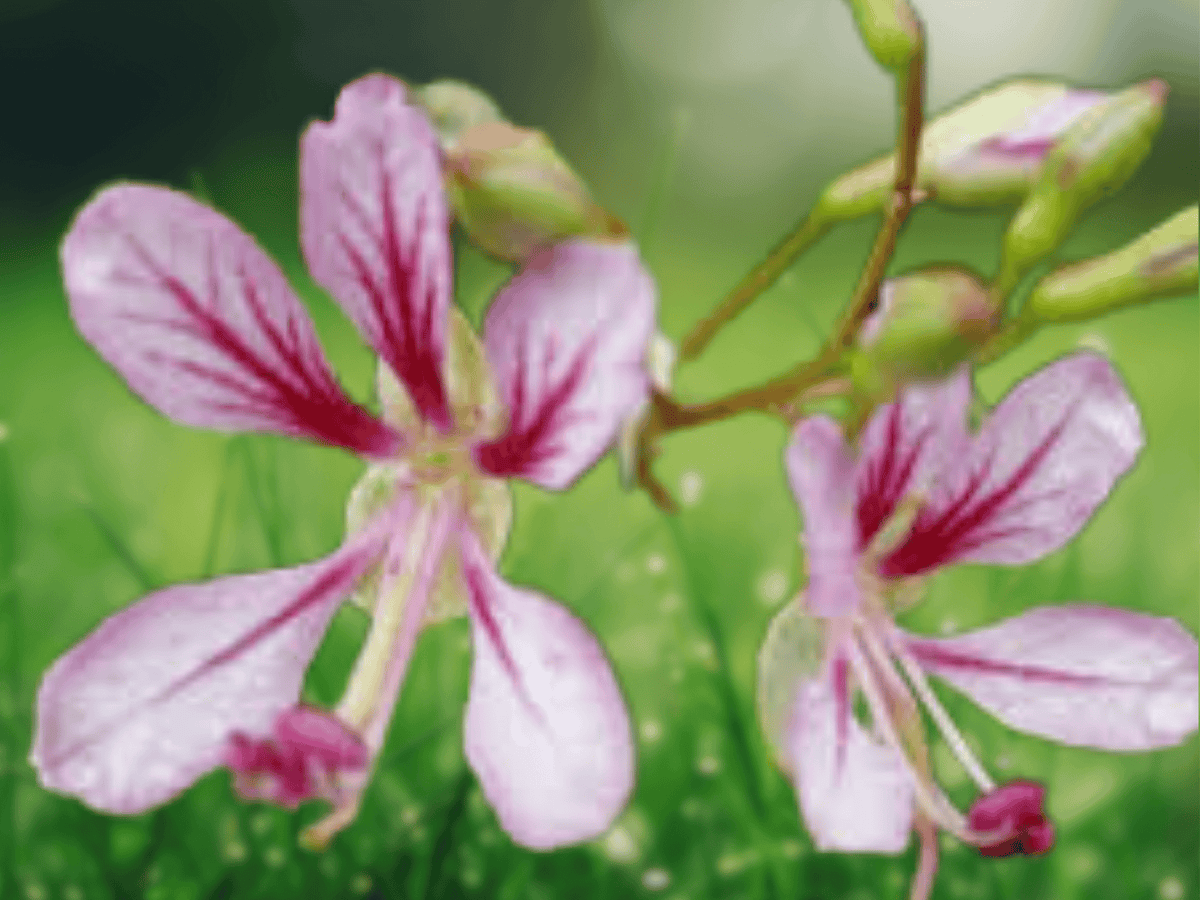 5 Seeds Bauhinia yunnanensis Hardy Orchid Vine Climbing Vine