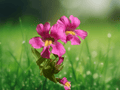 10 Seeds Mimulus lewisii Purple Monkeyflower Perennial Wildflower