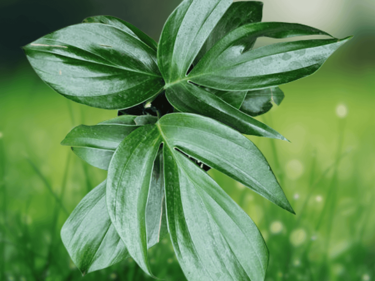 5 Rhaphidophora decursiva Seeds – Tropical Climbing Aroid