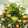 Dwarf Mandarin Orange Tree Seeds - Organic Citrus reticulata - 10 Seeds for Home Gardening, Edible Fruit Plant