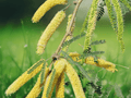 5 Seeds Prosopis velutina Velvet Mesquite Drought Tolerant Tree