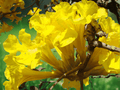 5 Seeds Tabebuia aurea Yellow Trumpet Tree Tropical Flowering Tree