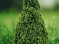 10 Seeds Thuja occidentalis Dark Green American Arborvitae Evergreen Privacy Tree