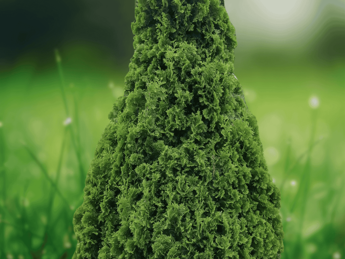 10 Seeds Thuja occidentalis Dark Green American Arborvitae Evergreen Privacy Tree