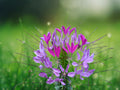 100 Purple Queen Spider Flower Seeds – Cleome Spinosa – Fragrant Heirloom Blooms – Easy to Grow Annual Garden Plant – Pollinator Favorite