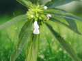 10 Seeds Leucas aspera (Thumbai) Herb Plant