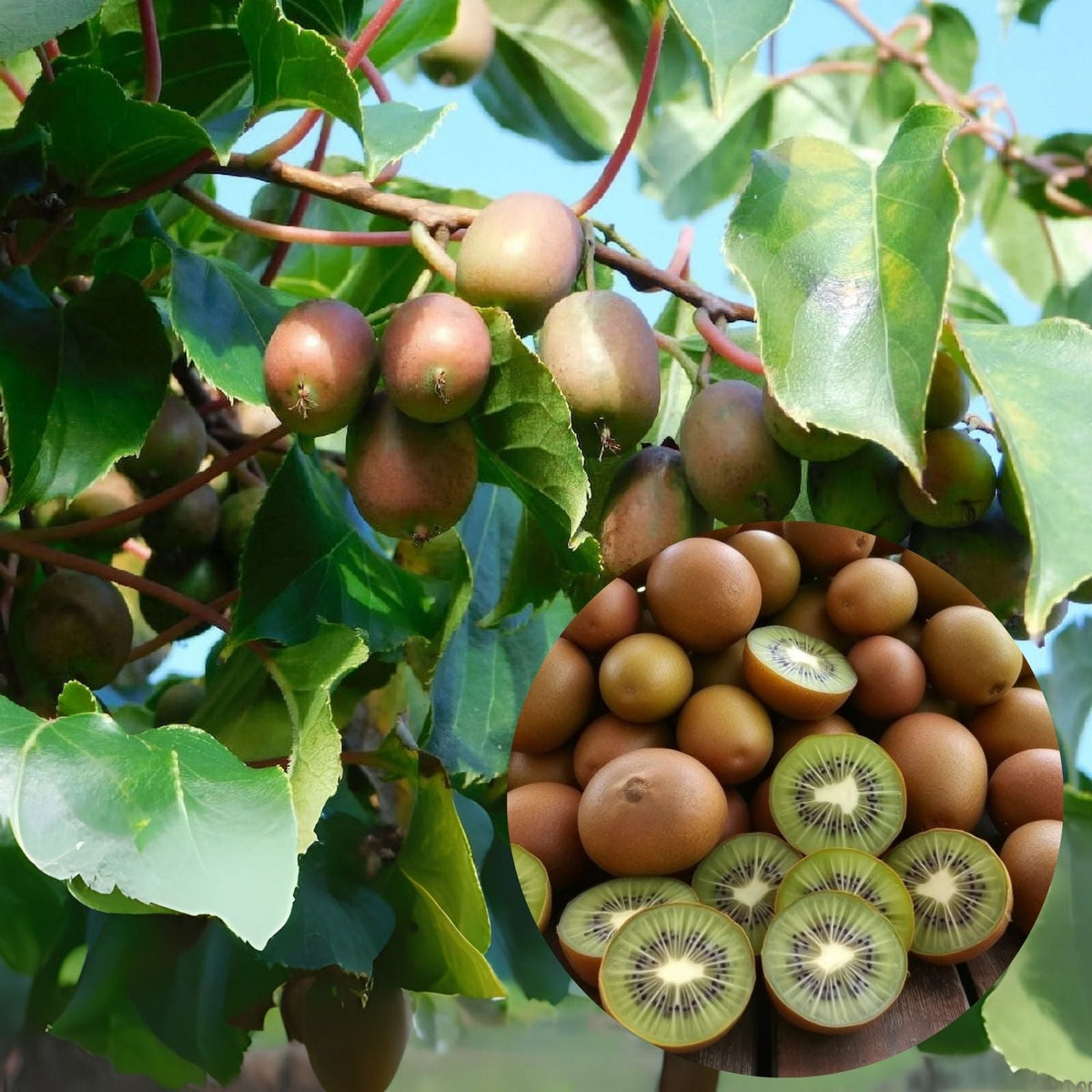 Kiwi Plant Starter - Live Rooted Female Geneva Variety - Actinidia arguta - Hardy Zones 4-8