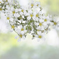 Baby's Breath Seeds 500+ Count White Flowers Gypsophila Elegans Drought Tolerant