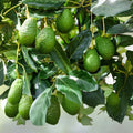Avocado Seeds - 10 Pack - Easy to Grow Fantastic Avocado - Persea americana