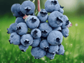 3 Live Plant Reka Blueberry Vaccinium corymbosum Starter Plugs