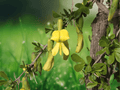 5 Seeds Caragana microphylla Little Leaf Siberian Pea Shrub Hardy Drought Tolerant Ornamental Shrub