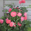 Coral Floribunda Rose Cuttings (4) - Rosa floribunda - Hardy Garden Roses for Planting and Propagation