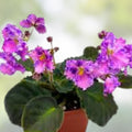 Amour Elite African Violet Starter Cutting - Unrooted Standard Plant - Saintpaulia - Indoor Houseplant, Easy Care, Flowering