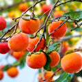 Grafted Fuyu Persimmon Tree 3 Gallon - Diospyros kaki - 3-4 Feet Tall, Ready to Plant with Pot and Soil