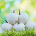 White Specter Pumpkin Seeds 10 Pack Organic Heirloom Fall Garden Vegetable Cucurbita pepo USA Grown