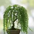 Dwarf Weeping Willow Bonsai Tree - Live Indoor Outdoor Plant - Salix babylonica - Thick Trunk Cutting