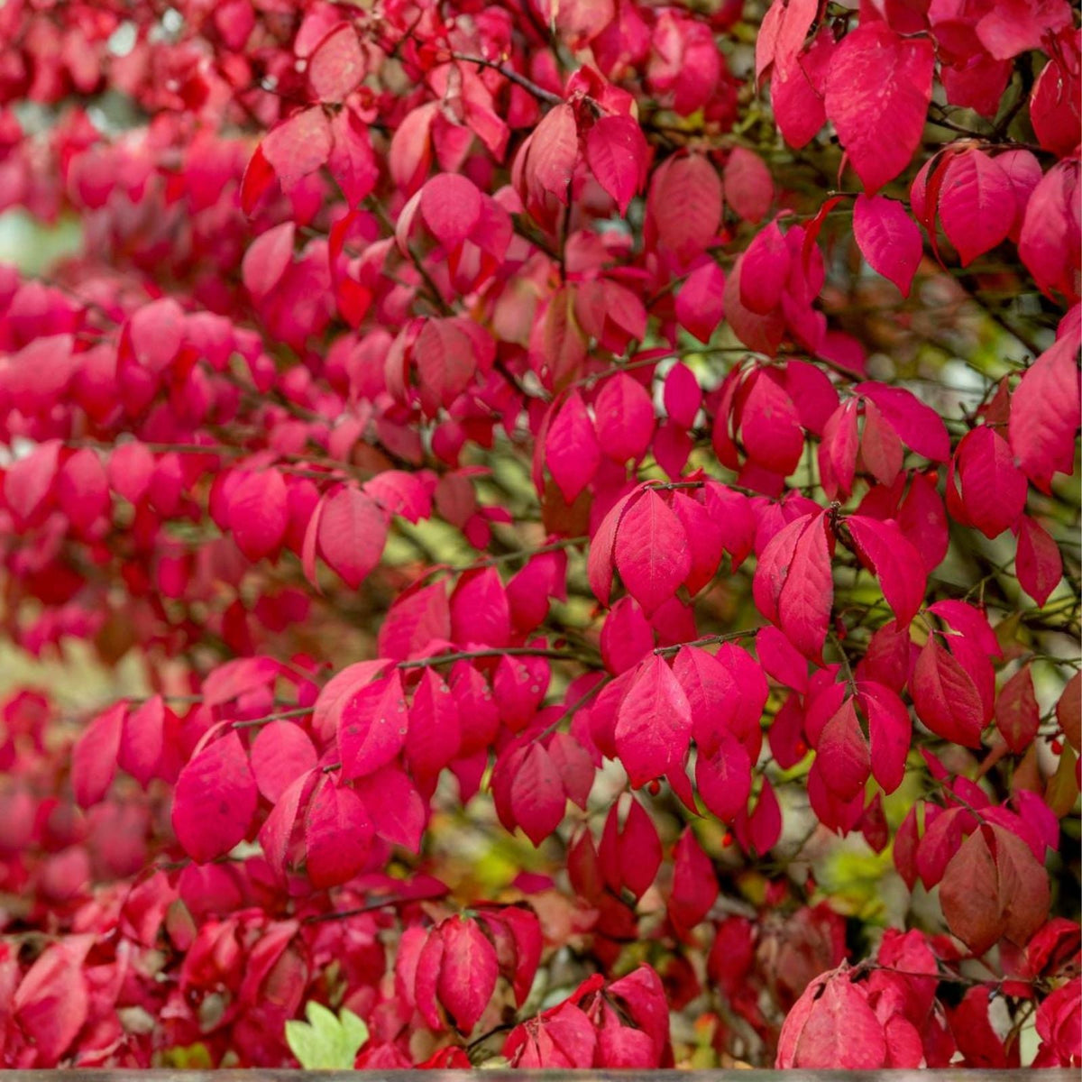 Burning Bush Shrub 16+ Inches Live Bare Root Euonymus alatus Red Foliage Hardy Zones 4-8