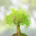 Bonsai Globe Willow Tree Cutting - Large Thick Trunk - Naturally Round Shape - Salix Matsudana