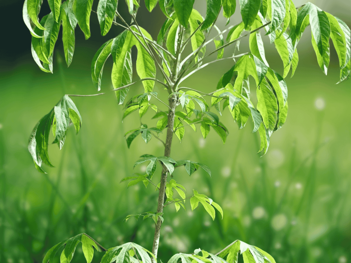 5 Seeds Kalopanax septemlobus (Aralia Tree) Hardy Deciduous Tree