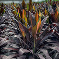 Cordyline 'Black Magic' 14" Pot - Tropical Evergreen Shrub - Hardy Plant - Cordyline fruticosa