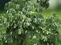 5 Seeds Schefflera actinophylla Umbrella Tree Tropical Houseplant