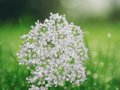10 Seeds Myrrhis odorata Sweet Cicely Anise Herb Perennial Shade Tolerant