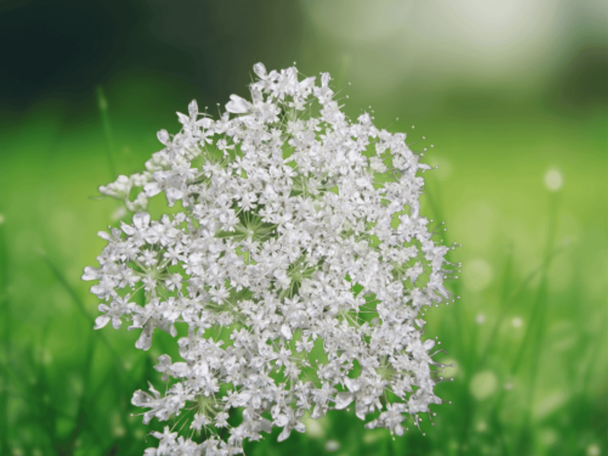 10 Seeds Myrrhis odorata Sweet Cicely Anise Herb Perennial Shade Tolerant