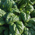 Spinach Seeds for Planting – 200+ Space Hybrid Organic Non-GMO Varieties – High Yield, Vegetable Garden Seeds