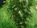 5 Seeds Chamaedorea seifrizii Bamboo Palm