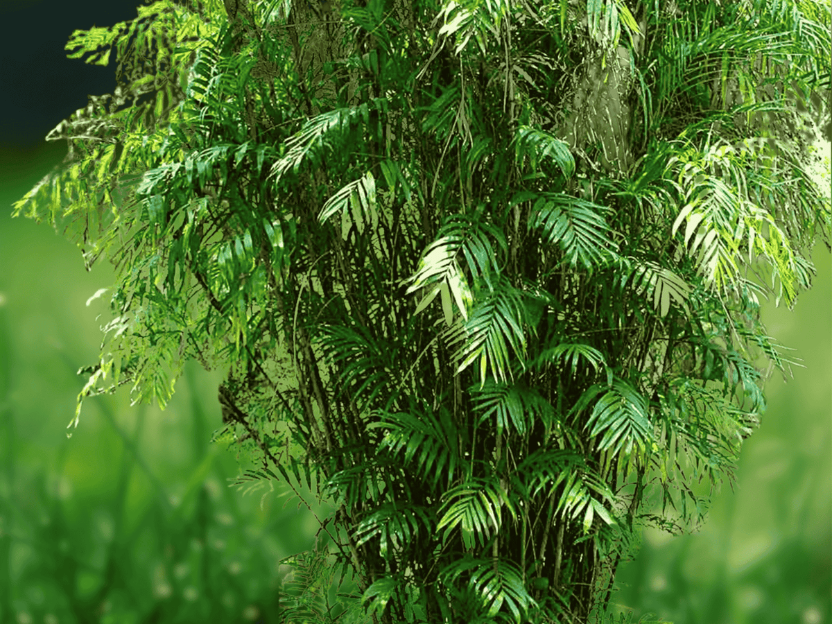 5 Seeds Chamaedorea seifrizii Bamboo Palm