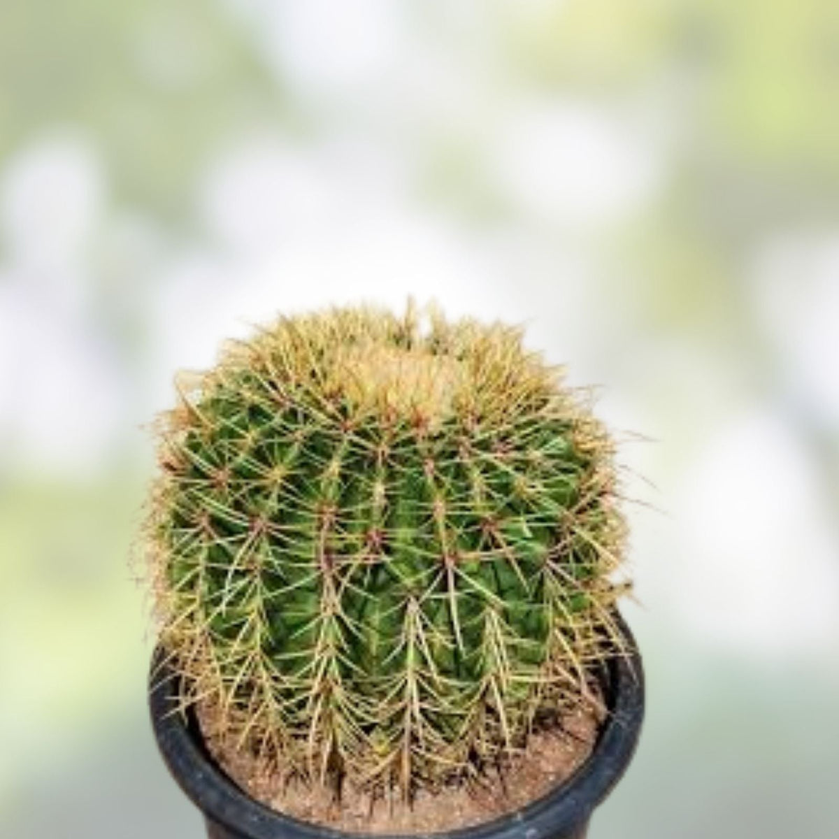Barrel Cactus Live Plant | Echinocactus Grusonii x Ferocactus Gracilis Hybrid | Unique Desert Succulent