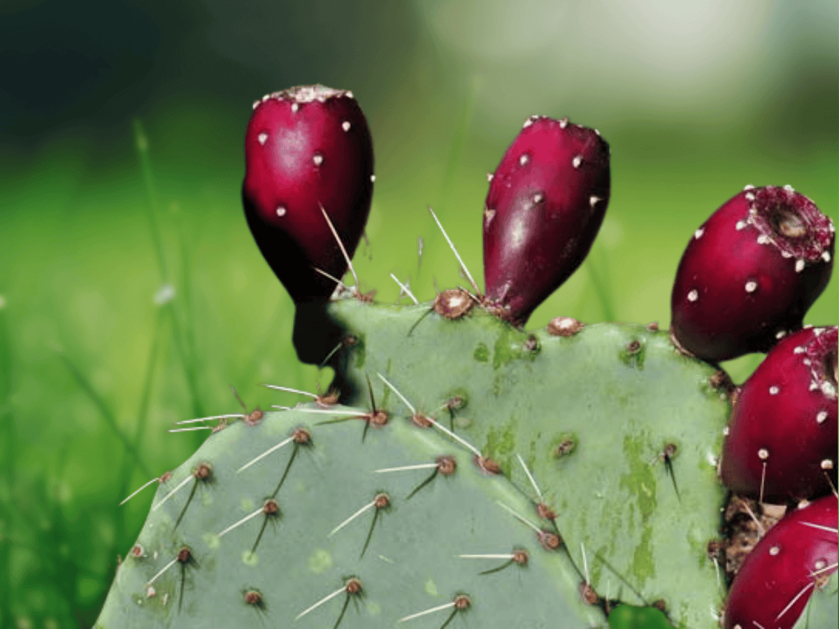 10 Seeds Opuntia engelmannii Engelmann's Prickly Pear Hardy Desert Cactus Pad Producing