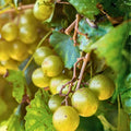 Scuppernong Grape Vines 10-Pack, Vitis rotundifolia, Self-Fertile, Fast-Growing, Zones 7-10, Fruit-Producing Climbing Vines