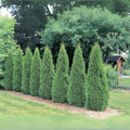 American Arborvitae Tree Seeds - 50 Evergreen Seeds for Property Border - Thuja occidentalis