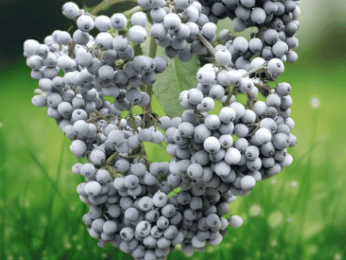 50 Seeds Blue Elderberry Sambucus Caerulea Native Shrub Edible Berry