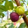 Guajome Fig Tree Cuttings - 2 Purple Ficus carica Plant Cuttings for Easy Rooting