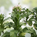 Live Tobacco Plant - Bare Root Nicotiana Tabacum Organic Gardening Plant - 8+ Inches Tall
